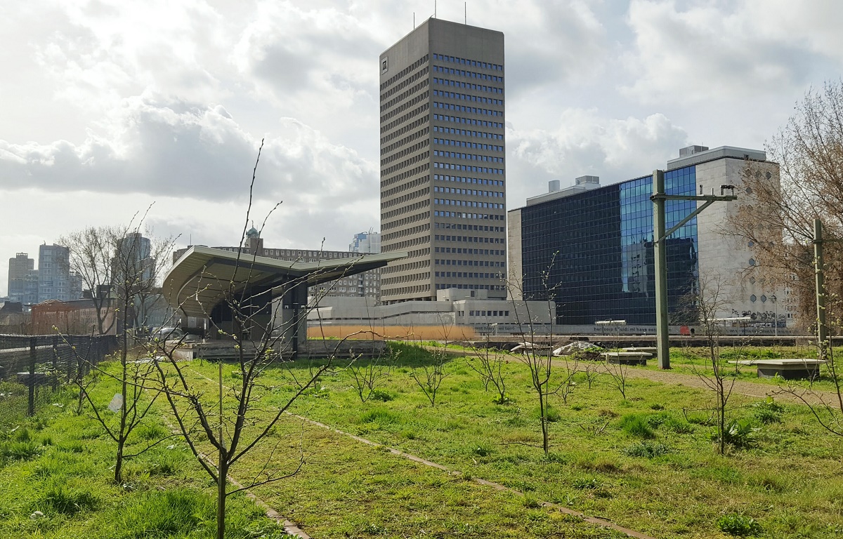 Hofbogen Rotterdam: nieuwkomers en dakdromen