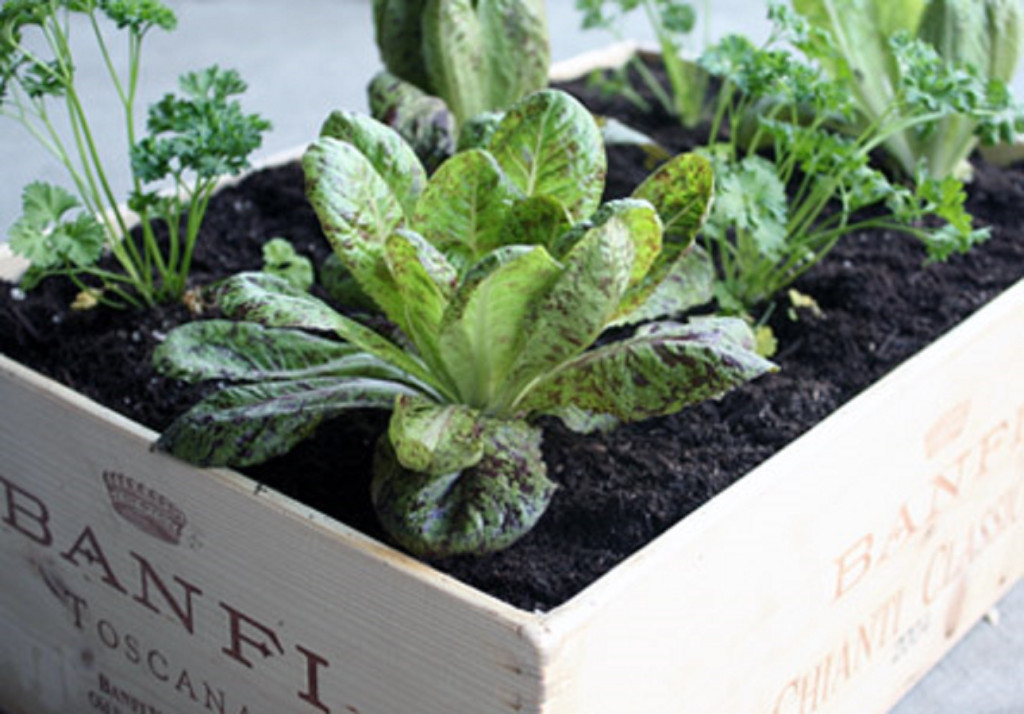 Urban farming met moestuinzaadjes