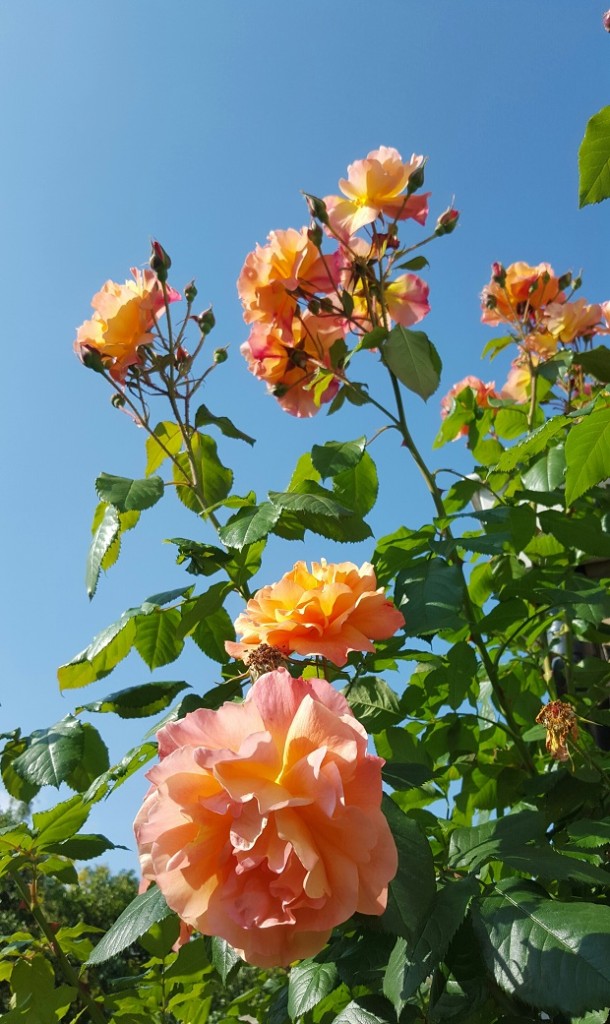 rozen tuin