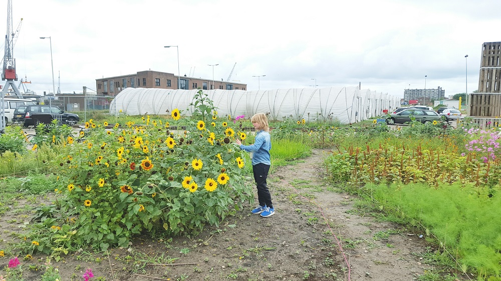 Pluktuin in de fruithaven Rotterdam