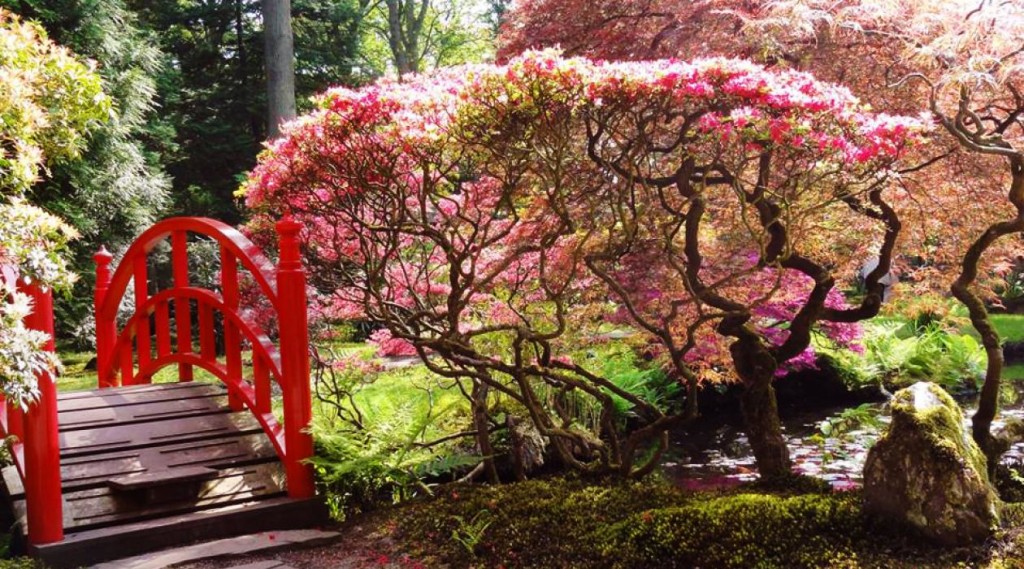 Talks & Treasures - bloesem meivakantie Japanse Tuin