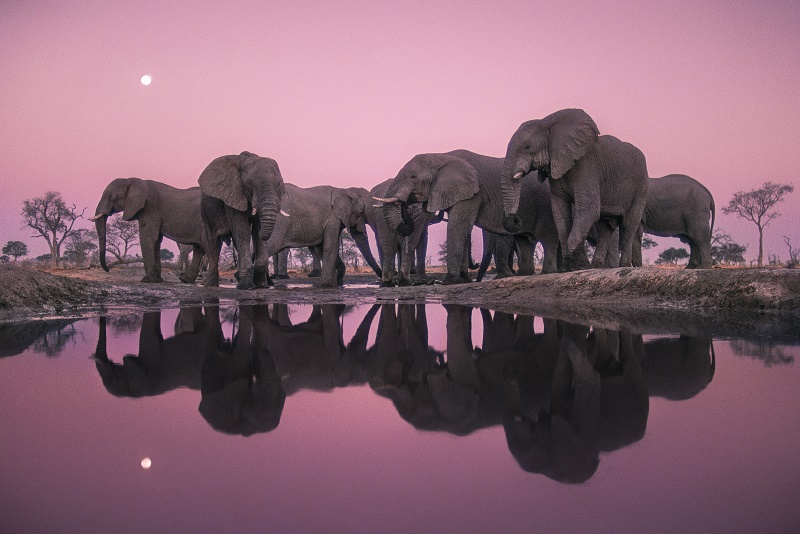Elephants at Twilight, Botswana, 1989 © Frans Lanting