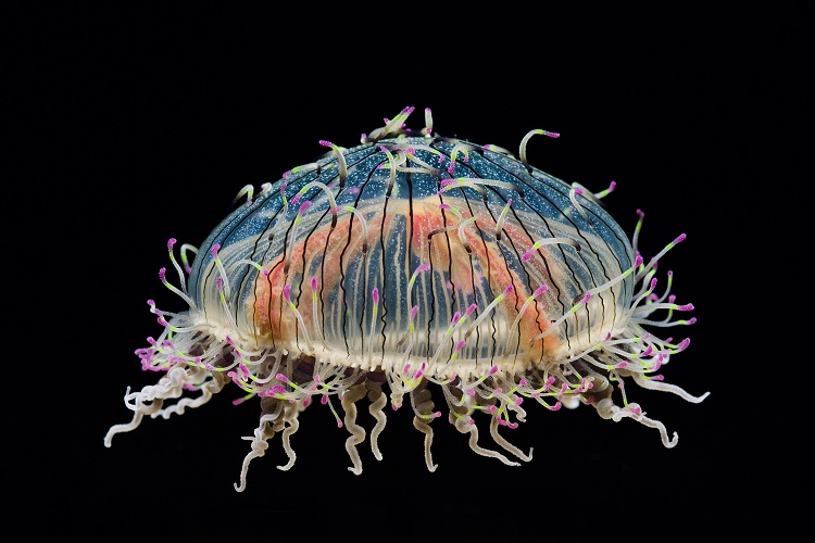 Flower Hat Jelly, California, 2005 © Frans Lanting