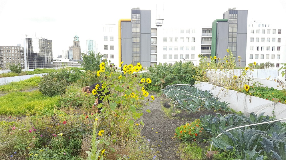 Talks & Treasures - Op het Dak - rooftop bistro met groen uitzicht 4