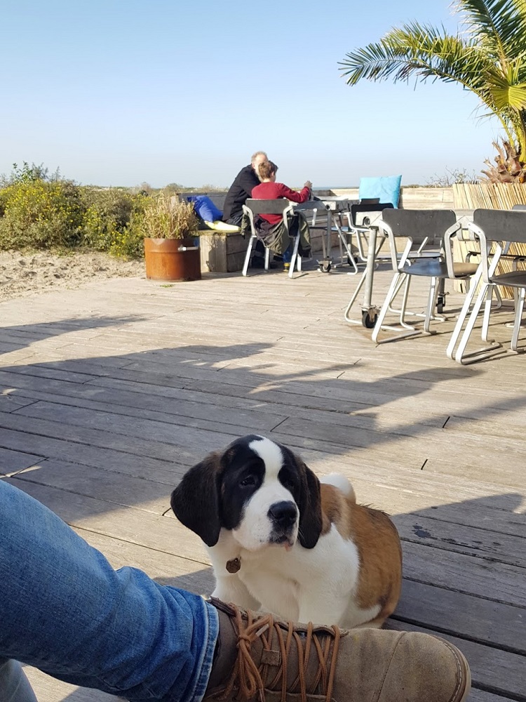 Vlakbij Rotterdam eten aan zee? Deze toffe strandtenten zijn heel het jaar open.